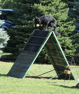 ceridwen zu treuen handen IPO2 RN german shepherd  wall